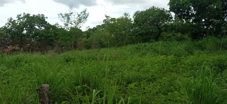 FAZENDA DE 70 HA POR R$ 1.000.000,00