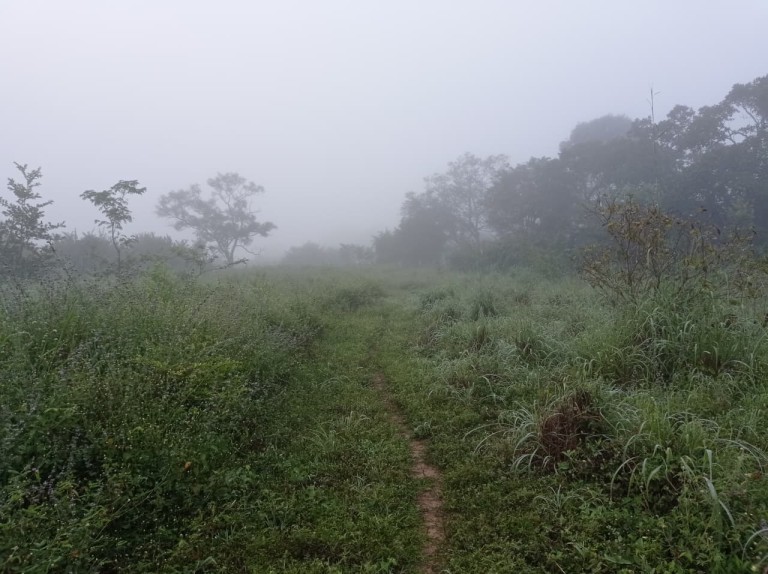 FAZENDA DE 70 HA POR R$ 1.000.000,00
