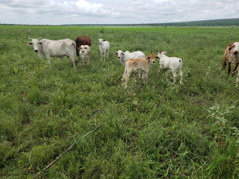 FAZENDA PORTEIRA FECHADA DE 95.000 HA