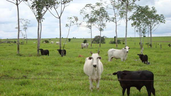 FAZENDA PORTEIRA FECHADA DE 89.000 HA