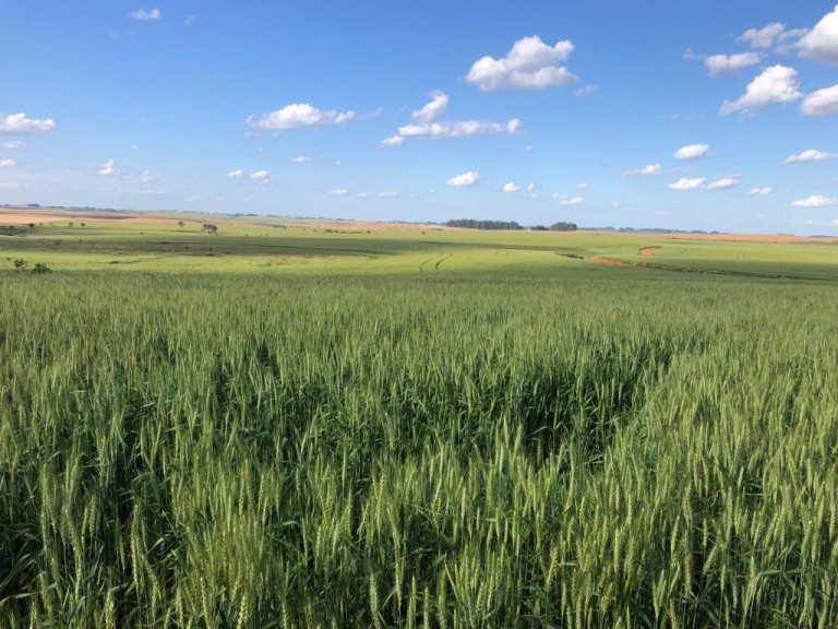 310 HA NO RS COM ATÉ 7 ANOS PARA PAGAR