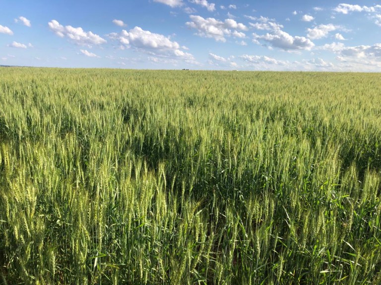310 HA NO RS COM ATÉ 7 ANOS PARA PAGAR