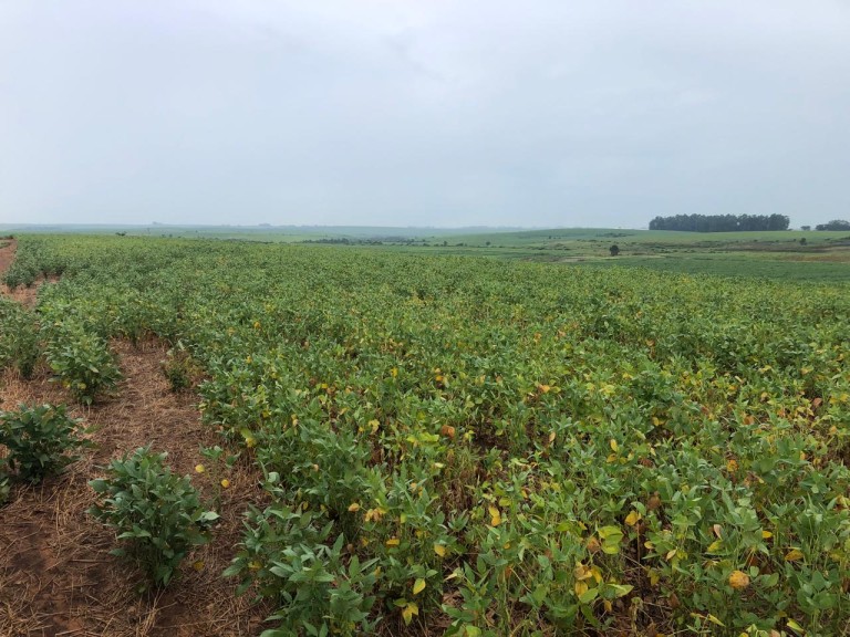310 HA NO RS COM ATÉ 7 ANOS PARA PAGAR