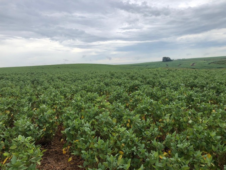 310 HA NO RS COM ATÉ 7 ANOS PARA PAGAR