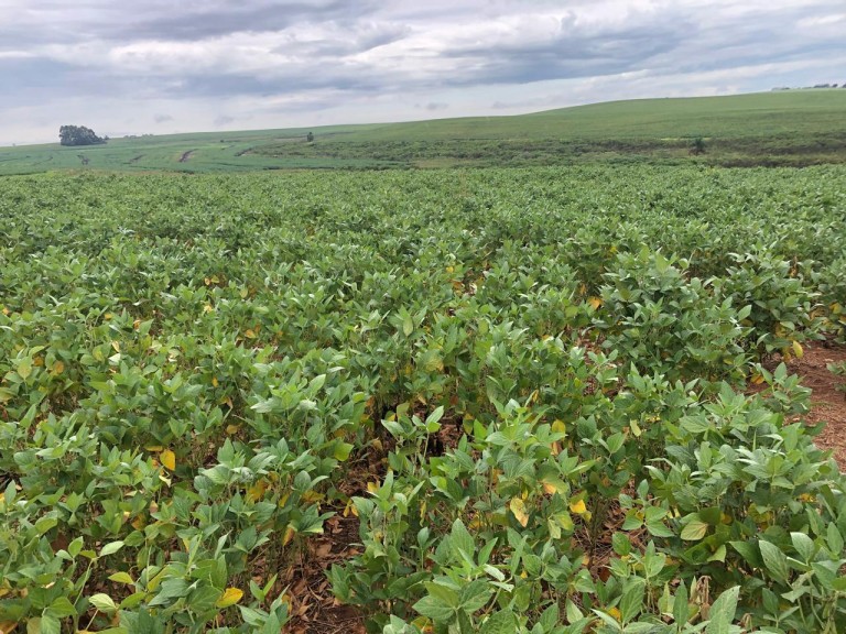 310 HA NO RS COM ATÉ 7 ANOS PARA PAGAR