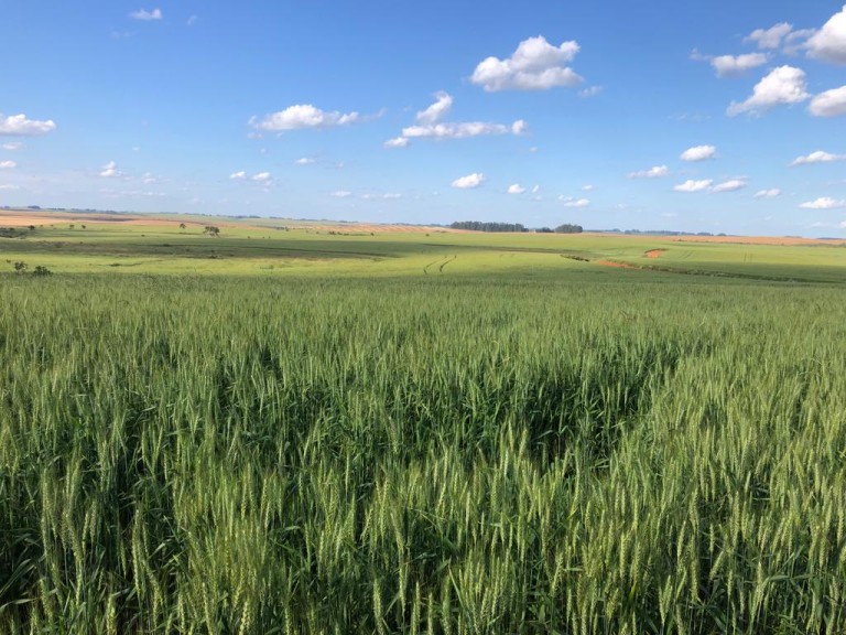 310 HA NO RS COM ATÉ 7 ANOS PARA PAGAR