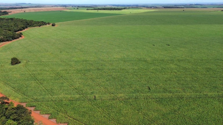 FAZENDA DE 100 ALQUEIRES EM GOIÁS