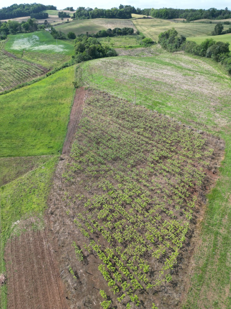 PROPRIEDADE COMPLETA DE 13.2 HA EM SARANDI-RS