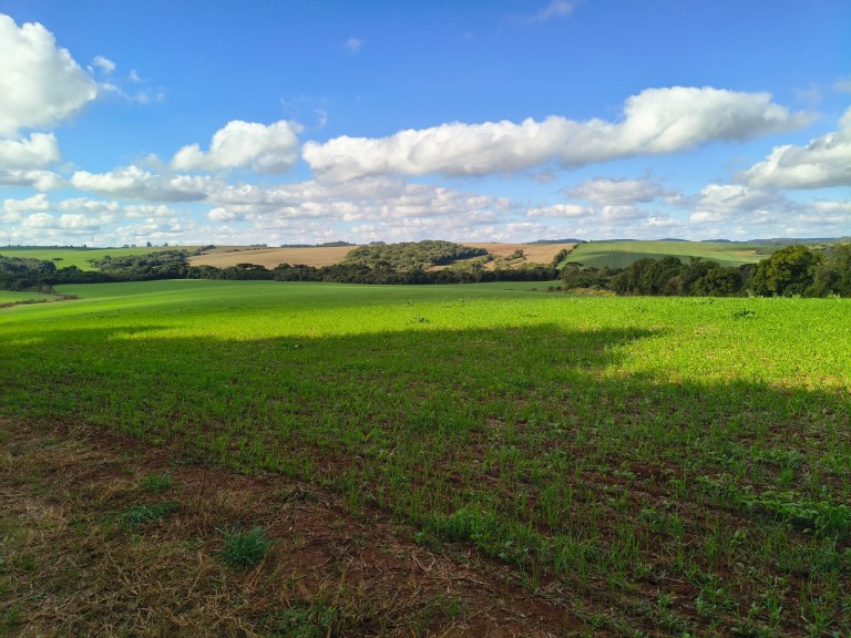 ÁREA DE TERRA DE 202 HA NO RS