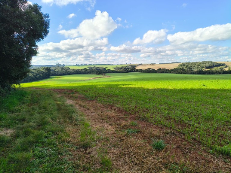 ÁREA DE TERRA DE 202 HA NO RS