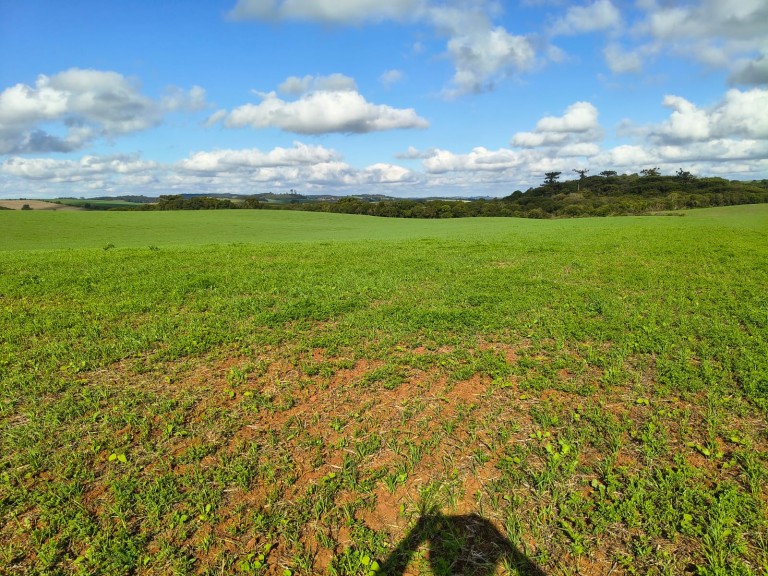 ÁREA DE TERRA DE 202 HA NO RS