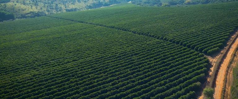 FAZENDA DE 225 HA EM MINAS GERAIS